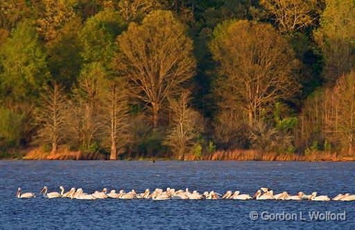 White Pelicans_47222.jpg - Photographed near Grenada, Mississippi, USA.